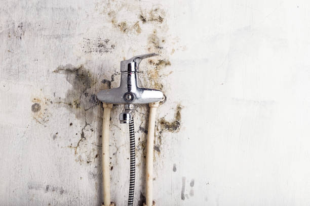 Best Insurance-Related Mold Remediation in La Vale, MD