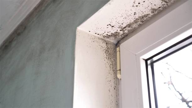 Best Localized Mold Remediation (e.g., coastal areas, humid climates) in La Vale, MD