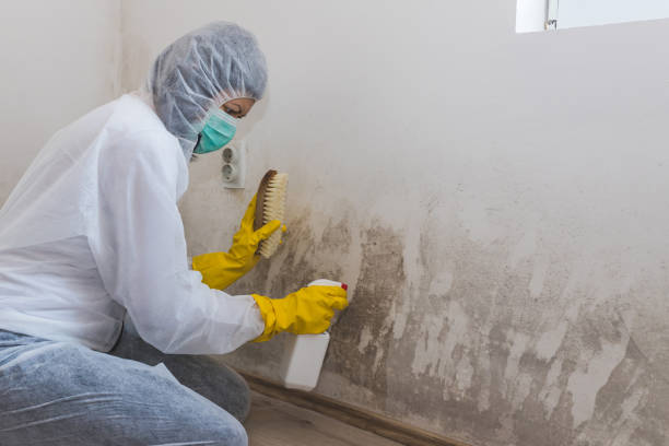Best White Mold Remediation in La Vale, MD