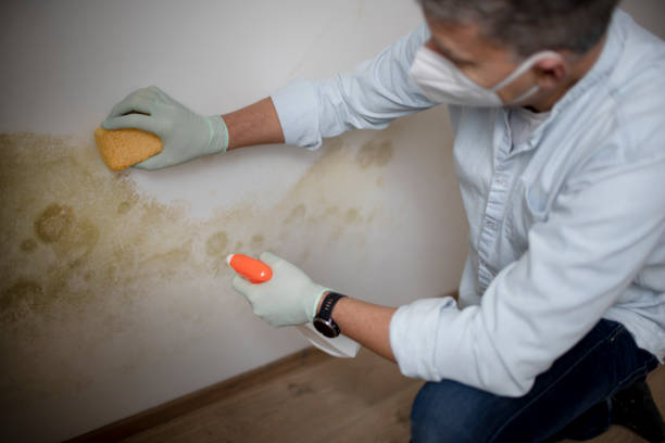 Best Health and Safety Mold Remediation in La Vale, MD